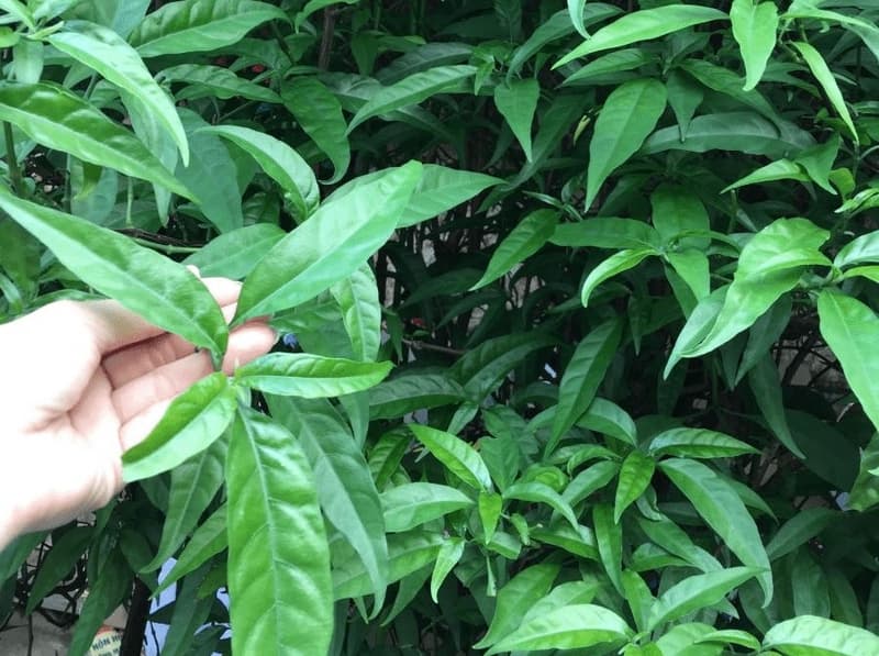 Bài Thuốc Bó Gãy Xương: Đánh Giá Y Khoa, Nguy Cơ Và Lời Khuyên An Toàn